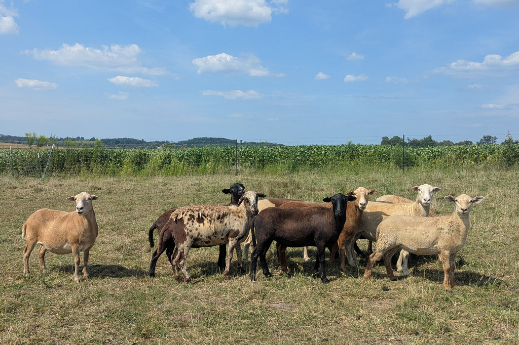 Speckled Ewe