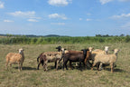 Speckled Ewe